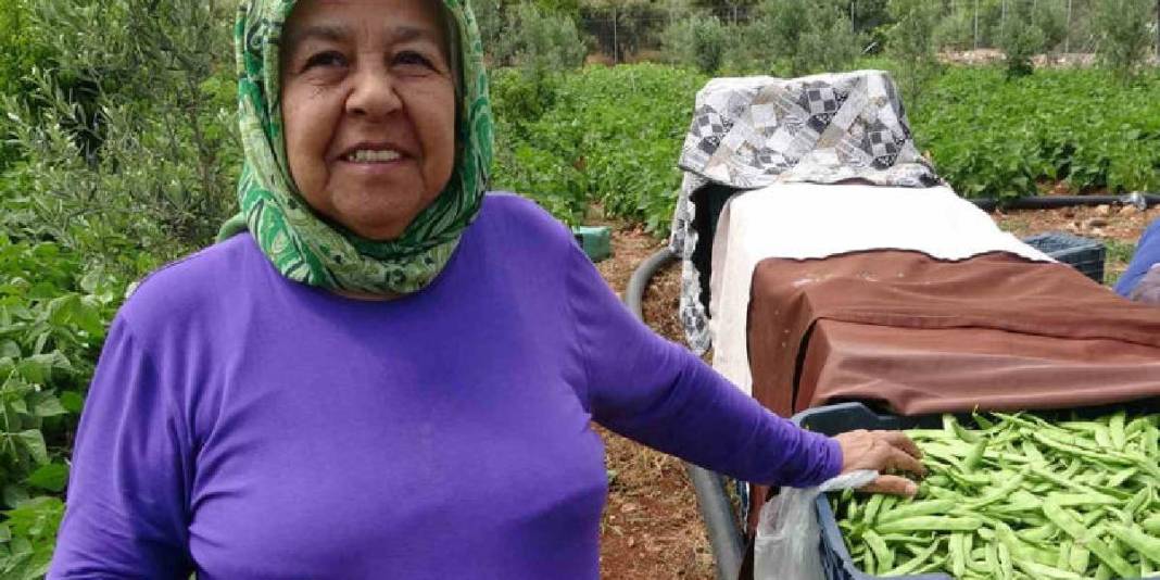 Açıkta ‘Sarıkız’ hasadı başladı, verim yüzleri güldürdü! Kilosu 100 TL 4